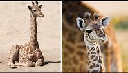 The cutest Baby Giraffes | Adorable Giraffe Calves | The Cutest Baby Animals