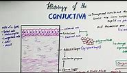 Histology Of Conjunctiva