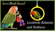 Lovebirds vs budgies #parakeet #youtube