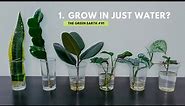 #91 Top 6 Common Indoor Plants That Can Grow In Water | Grow Houseplants Without Soil