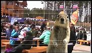 Banff Crasher Squirrel- The Movie! - Alberta, Canada