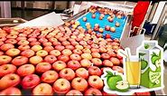 How Apple Juice Is Made In Factory - Modern Fruit Juice Making Technology