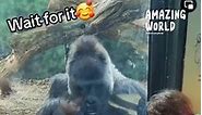 Gorilla 🦍 Watching An IPad!!!