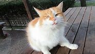Orange and white cat is so lovely