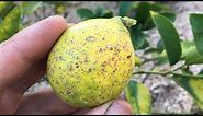 How to help Citrus tree with scale insects