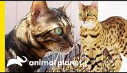 These Beautiful Bengal Cats Are Incredibly Intelligent | Cats 101