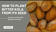 HOW TO PLANT BITTER KOLA FROM ITS SEED (health and financial benefits of bitter kola included).
