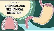 MECHANICAL AND CHEMICAL DIGESTION | Easy to understand processes and enzyme actions