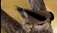 How birds camouflage their nests - David Attenborough - BBC wildlife