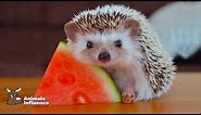 Adorable Animals Eating Food | Animals Influence