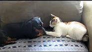 Cute dog and cat kissing