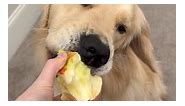 Dog Loves Apples! #Animals #Dogs