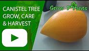 Canistel tree - grow, care & harvest