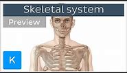 Skeletal system: axial and appendicular skeletons (preview) - Human Anatomy | Kenhub