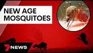 Mosquitoes will be more persistent than ever this summer, experts warn | 7 News Australia