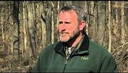 Bats in the Forest | Indiana DNR