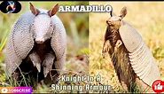 The Armadillo|Nature's Unique Armor-Plated Animal|Meet the Armadillo