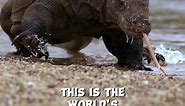 Komodo | The real life dragon