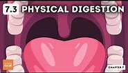 IGCSE Biology - Physical digestion (7.3)