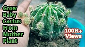 Best Way To Grow Baby Cactus with this method || Cactus Propagation ( With Update) Part 1