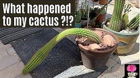 The Effect of Etiolation on a Columnar Cactus