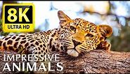 IMPRESSIVE ANIMALS 8K ULTRA HD - The best animals for relaxing and soothing music