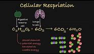 Cellular Respiration Explained- Simplified