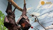 5Ft wingspan bats return to San Antonio Zoo for first time since 1980s