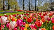 Amsterdam Tulip Season 2024