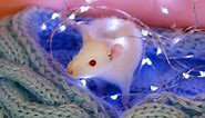 Albino Rat Facts: 32 Awesome Facts About White Rats with Pink Eyes