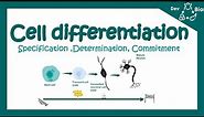Cell differentiation | Fate specification | Specification vs determination | Developmental biology