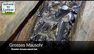 Grosses Mausohr Wochenstube. Greater Mouse-eared bat observation
