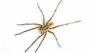 Spiders, Scorpions, Ticks and More: Traits of Arachnids