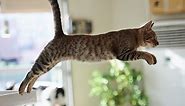 Funny Cat Jump Fail Compilation