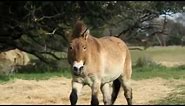 RIDE Documentaries: History of the Horse - Przewalski's Horse