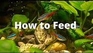 How to Feed Neon Tetra? – 3 step to feed your Neon Tetra