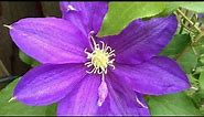 How to Grow Clematis