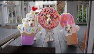 Halloween Dog Trick or Treat Surprise! Funny Dogs Maymo, Penny & Potpie