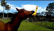 Funniest Horses 🤣 | BEST Compilation of 2023