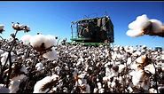 How Cotton Processing in Factory, Cotton Cultivation - Cotton Farming and Harvest