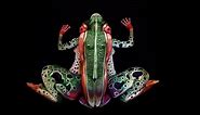 Body paint artist turns humans into frogs, chameleons