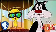 Looney Tuesdays | Did I Saw A Putty Tat? | Looney Tunes | WB Kids