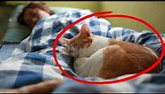 Why Does Your Cat Sleep With You? - What Your Cat's Sleep Spot Reveals About Your Connection
