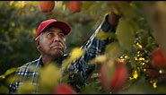 Washington State Apple Harvest
