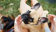 Mini French Bulldog: A Guide To The Teacup Sized Miniature Frenchie