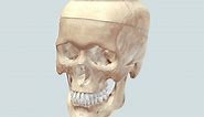 3D Scanned Human Skull - 3D model by Brandon Holt (@BrandonHolt)