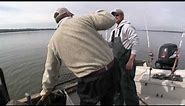 Largest Catfish ever caught on film in North America