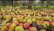 Billions Of Cider Apples Are Harvested This Way In America - Apple Farming