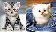 Top 10 Most Amazing & Beautiful Cats In The World