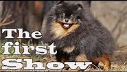 A young Pomeranian on the first dog show. | Pomeranian dog black & tan.